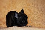 BOULEDOGUE FRANCAIS 802
